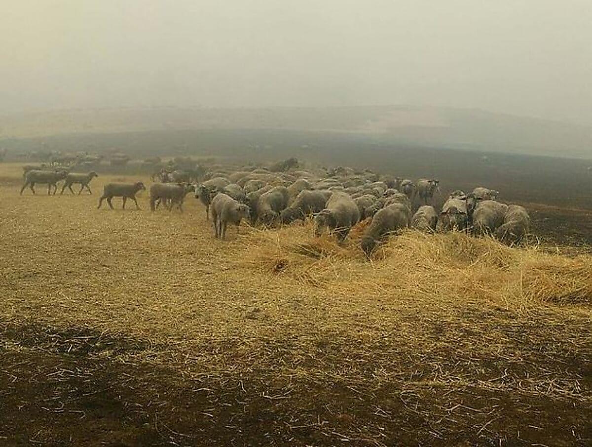 Пастушья собака спасла овец и вывела их из очага лесного пожара
