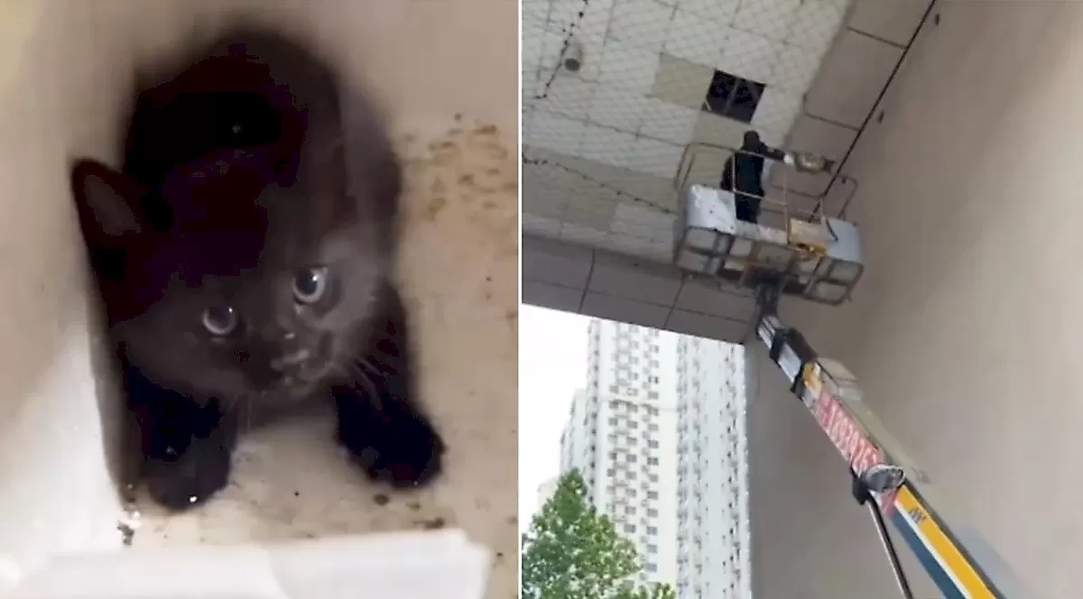 Пешеход нанял автокран, чтобы спасти котёнка с крыши: видео