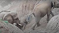 Слониха помогла слонёнку забраться на холм и растрогала сеть