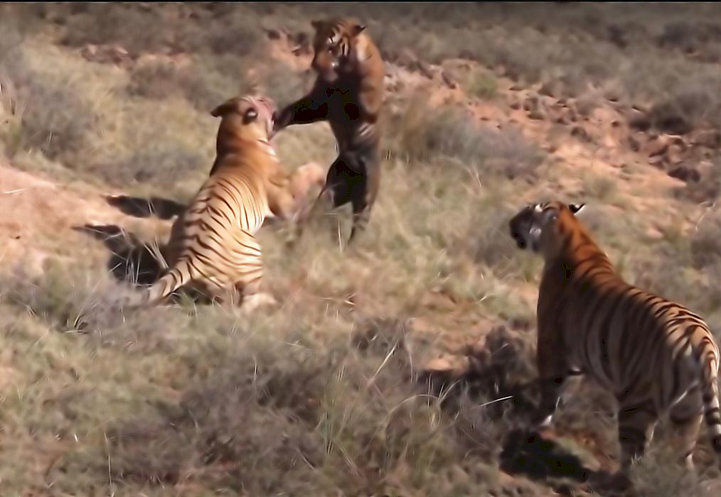 Турист снял на видео яростную схватку тигров за самку