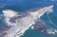 Акула утащила кальмара из-под носа австралийских рыбаков (Видео)