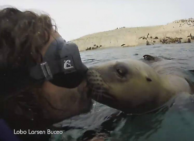 Аргентинский дайвер получил два поцелуя от незнакомого тюленя
