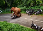 Дикий слон разбросал мопеды, оставленные туристами в индийском лесу