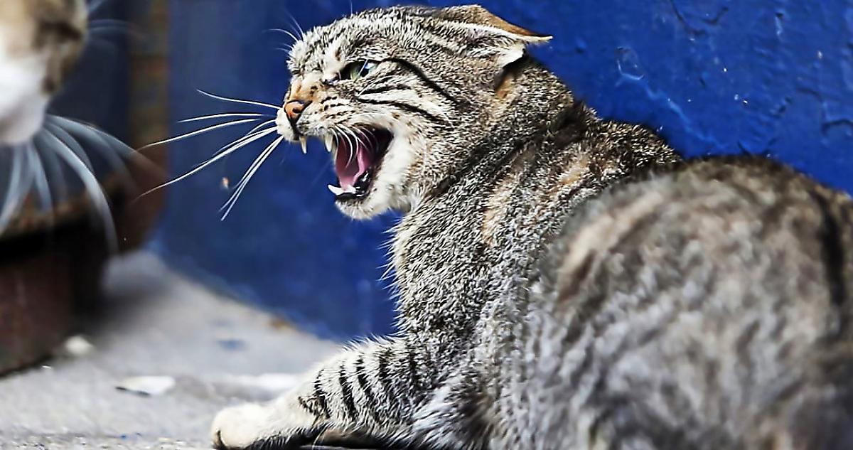 Кошка атаковала собачью свору, спасла котёнка и попала на видео во Вьетнаме