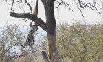 Леопард-акробат не смог спустить с дерева тушу антилопы на глазах у туристов в ЮАР (Видео)