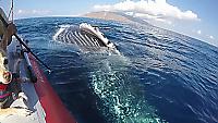 Любопытный кит исследовал лодку туристов на Гавайах
