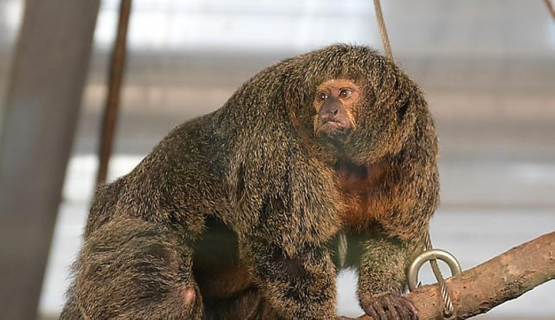 Мускулистый примат, похожий на культуриста, был замечен в финском зоопарке