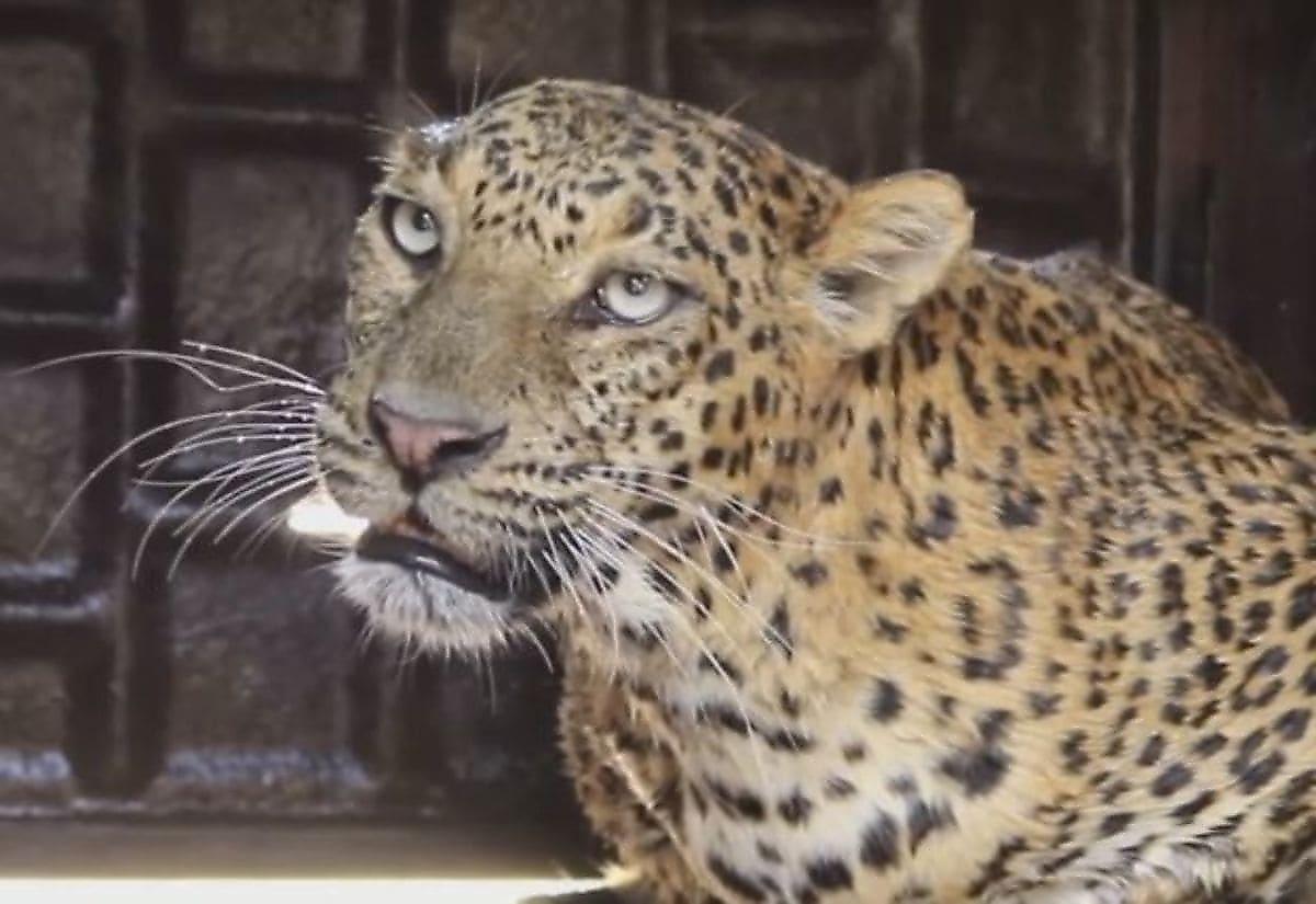 Очередного, упавшего в колодец леопарда спасли в Индии