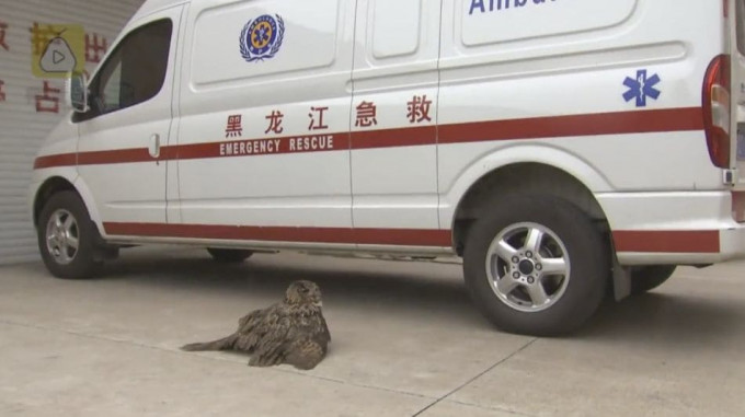 Раненый филин обратился за помощью в городскую больницу в Китае (Видео)