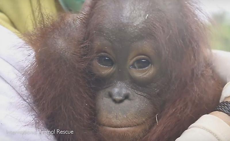 Спасатели вызволили из заточения детёныша орангутана, сидевшего на привязи в индонезийской деревне ▶