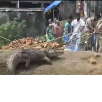 Жители индийской деревни спасли крокодила, провалившегося в садовую яму ▶