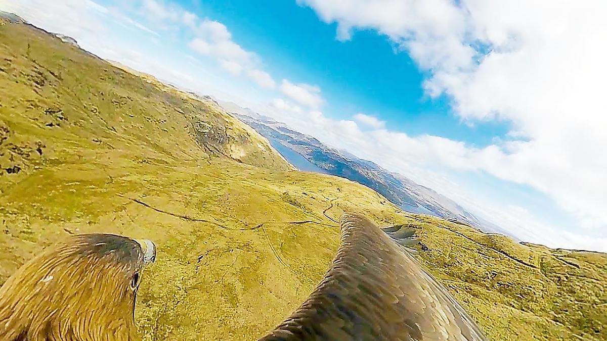 Золотой орёл с 360-градусной камерой «на борту» запечатлел свою среду обитания в Шотландии