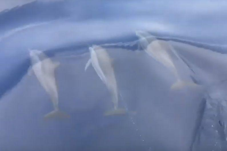 Дельфины зрелищно сопроводили лодку туристов в Тайланде ▶