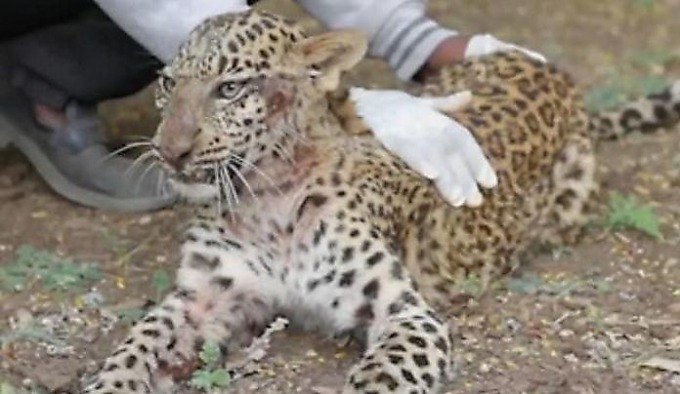 Детёныш леопарда, угодивший под машину, заново научился ходить в Индии ▶