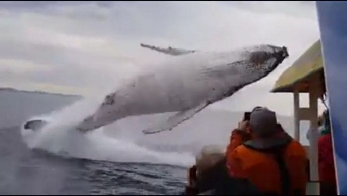 Горбатый кит совершил прыжок с переворотом на глазах у туристов в Австралии (Видео)