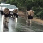 Гуляющие львы перекрыли движение на дороге в африканском заповеднике ▶