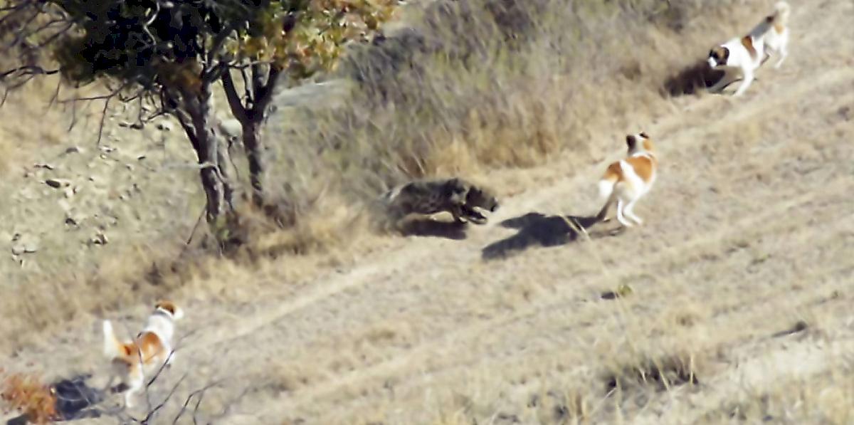 Леопард, испугавшись визгливых псов, забрался на дерево и попал на видео