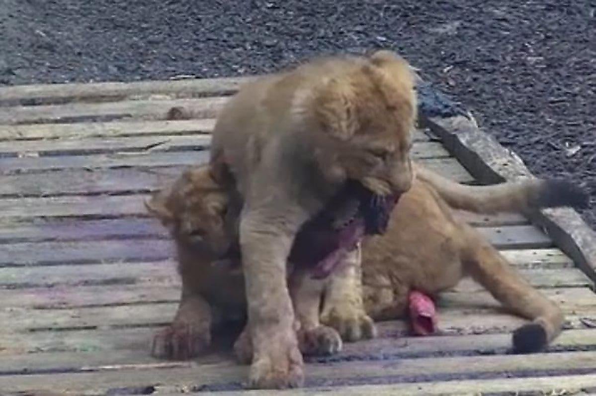 Львёнок, не поделив кусок мяса с сестрой, оседлал свою родственницу