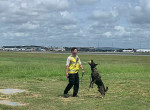 Слишком добрый пёс, «уволенный» со службы, нашёл новое призвание - отгонять птиц от самолётов 2