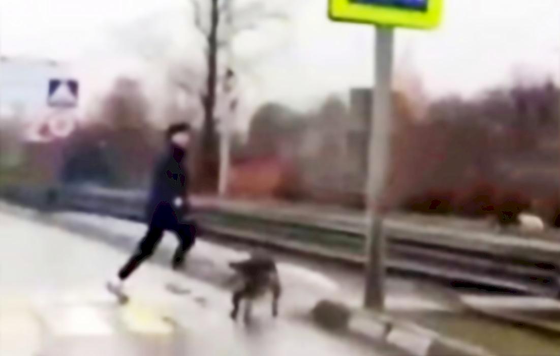 Устроивший забег вдоль рельсов пёс, сбил подростка и попал на видео в Коломне