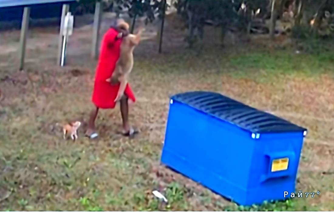Американец спас своего пса и придушил койота: видео