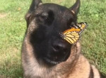 Бабочка нашла самое безопасное место, совершив посадку на носу дружелюбного пса ▶