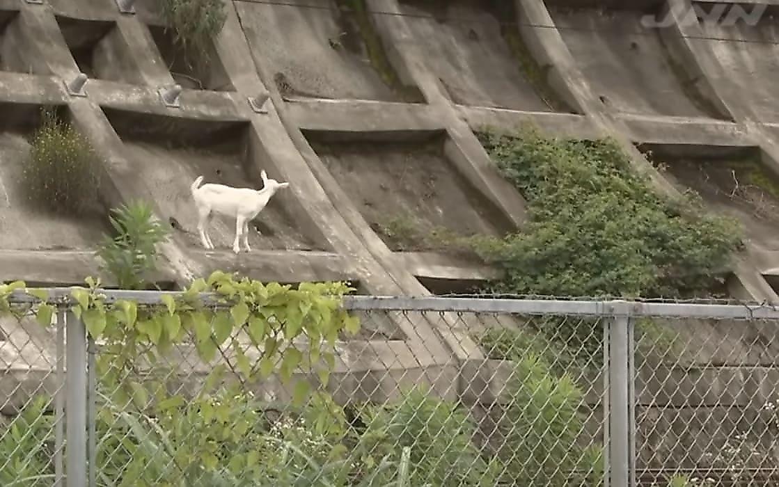 Сбежавшая коза устроила жилище на бетонном склоне, над ж/д путями в Японии