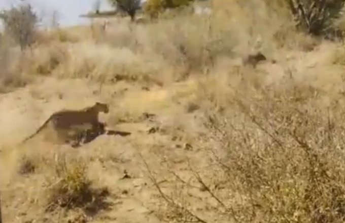 Голодный леопард, прячась за машины туристов, трижды неудачно атаковал добычу в африканском заповеднике (Видео)