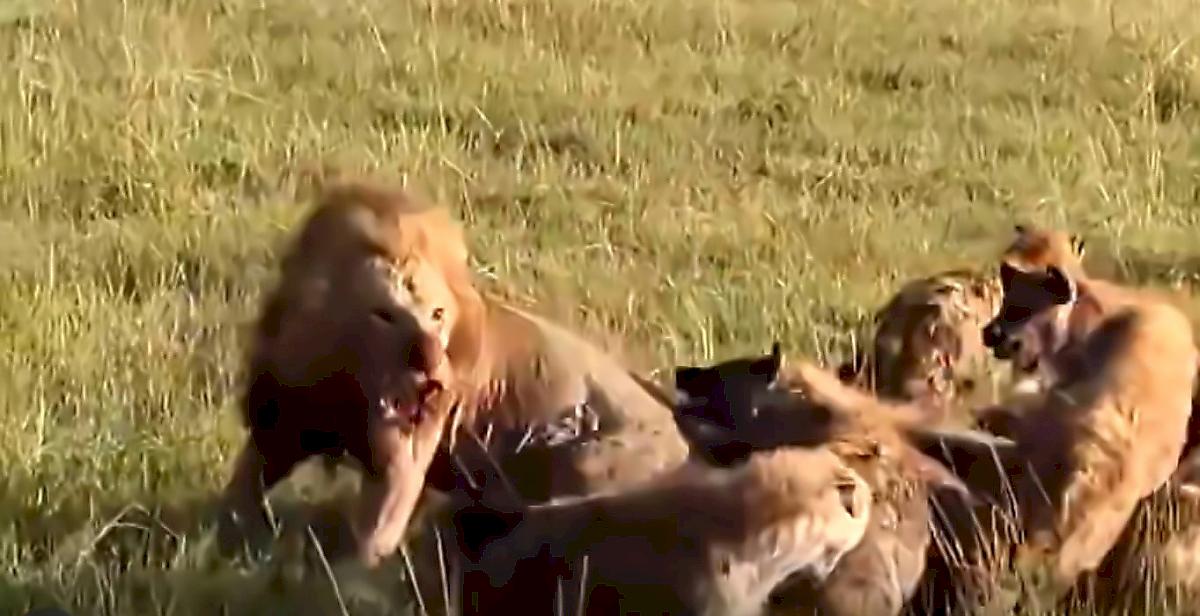 Грозный лев дал бой 30-ти гиенам и попал на видео в Кении