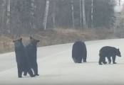 Косолапый квартет вышел на большую дорогу на Аляске (Видео)