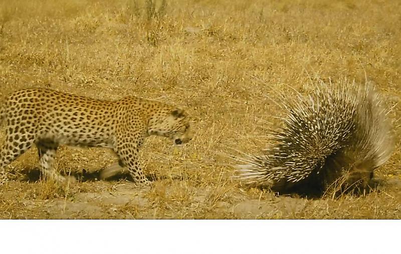 Любопытный леопард первый раз встретил двух дикобразов в ЮАР ▶