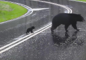 Медвежонок, пересекая автомагистраль, закатил истерику перед своей матерью ▶
