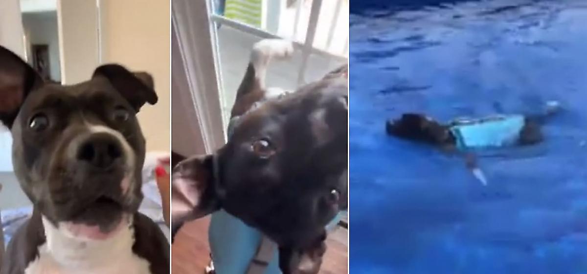 Пёс, который очень любит водные процедуры, отвлёк свою хозяйку и попал на видео