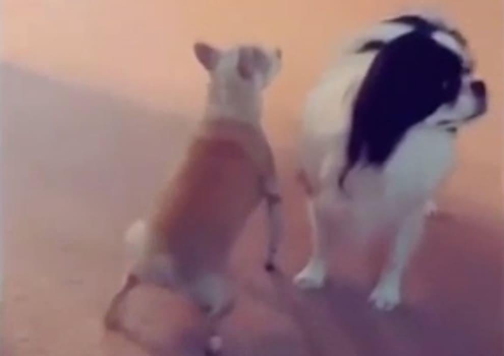 Пёс не впечатлил подругу исполнением «чувственного» танца
