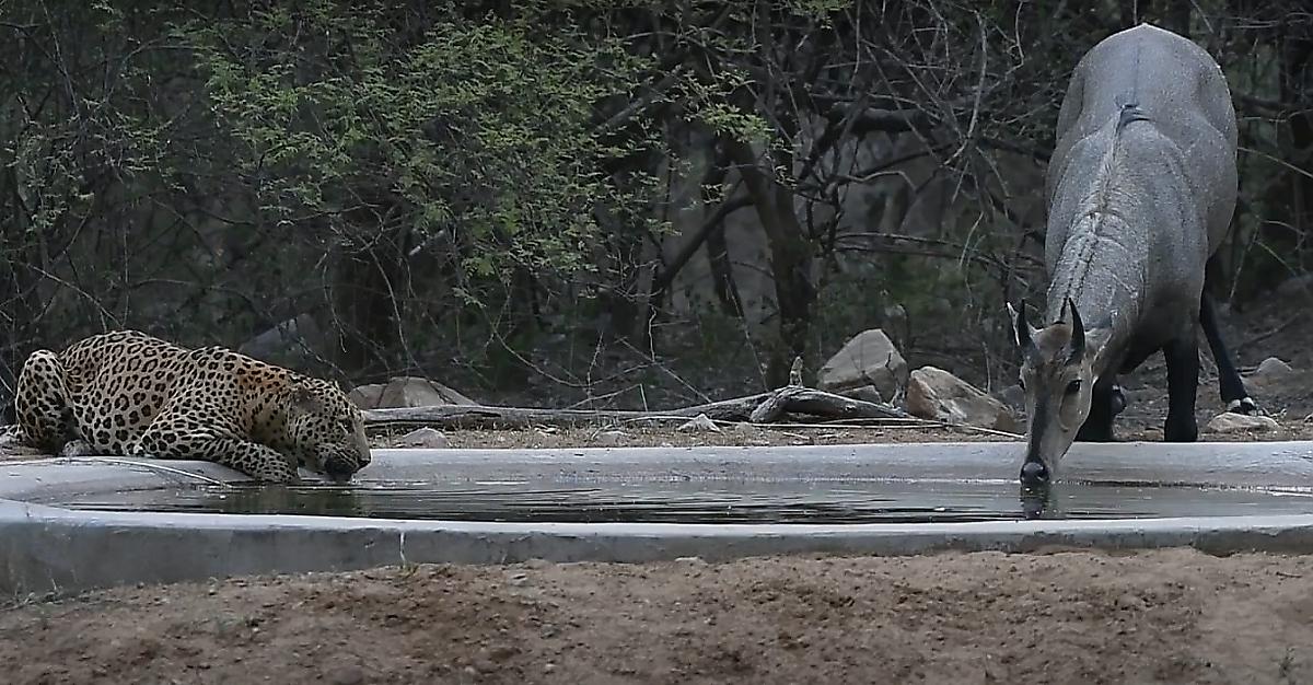 Самец антилопы проигнорировал леопарда, утоляющего жажду рядом с ним