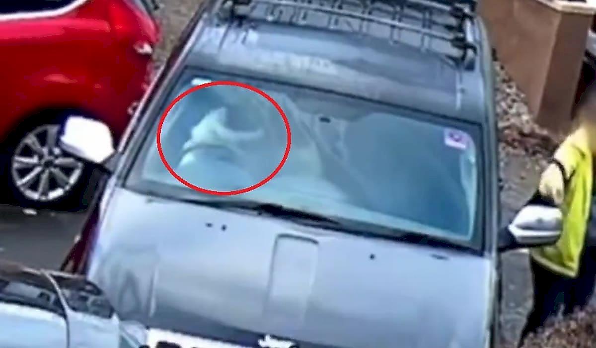 Собака «угнала» автомобиль у хозяйки и врезалась в две легковушки в Британии