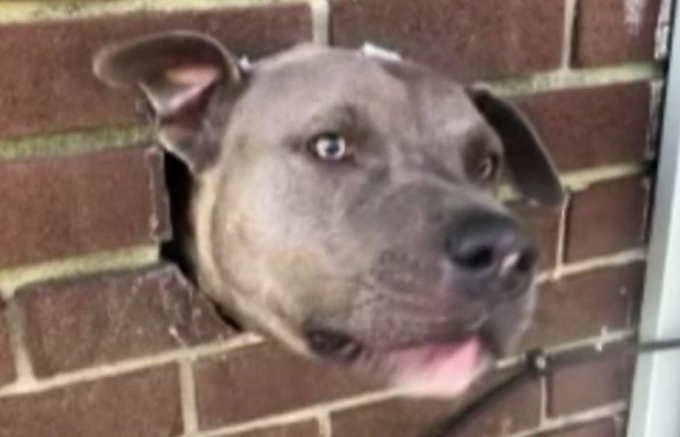 Собака застряла в вентиляционном отверстии дома в США ▶