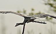 Жизнелюбивый угорь, застрявший в шее птицы, был сфотографирован в американском заповеднике 4