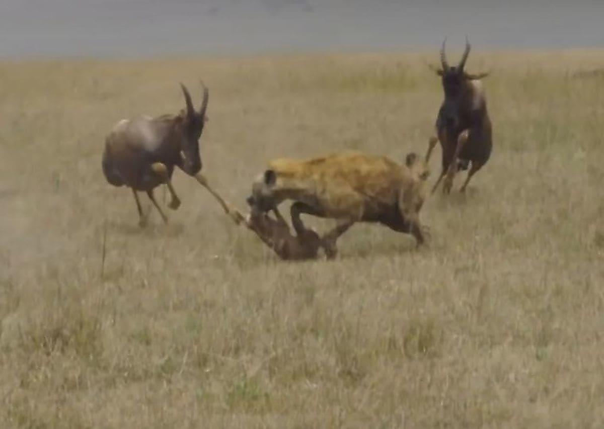 Антилопы не смогли отбить своего детёныша у голодной гиены в Кении