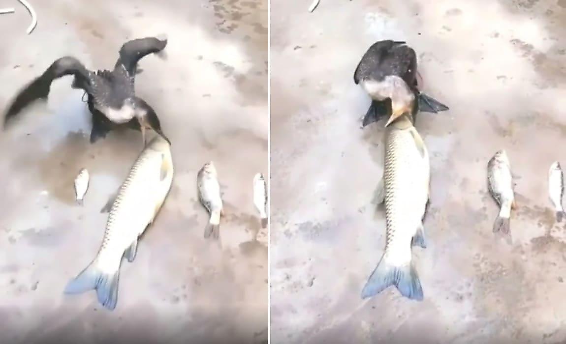 Голодный баклан удивил своей жадностью, попытавшись сожрать рыбину больше себя - видео