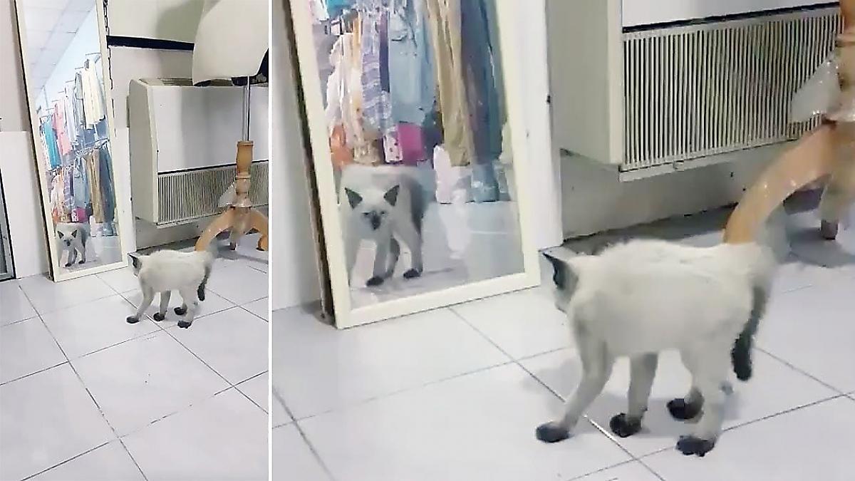 Грозный котёнок не смог проучить «наглеца», обнаруженного им в зеркале