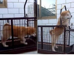 Хитрый пёс нашёл способ, чтобы не бежать по беговой дорожке ▶
