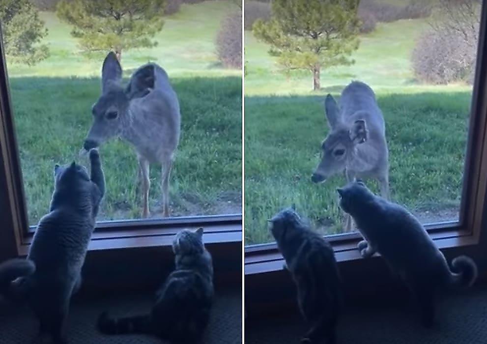 Кошки и олень, разделённые стеклом, с любопытством изучили друг друга
