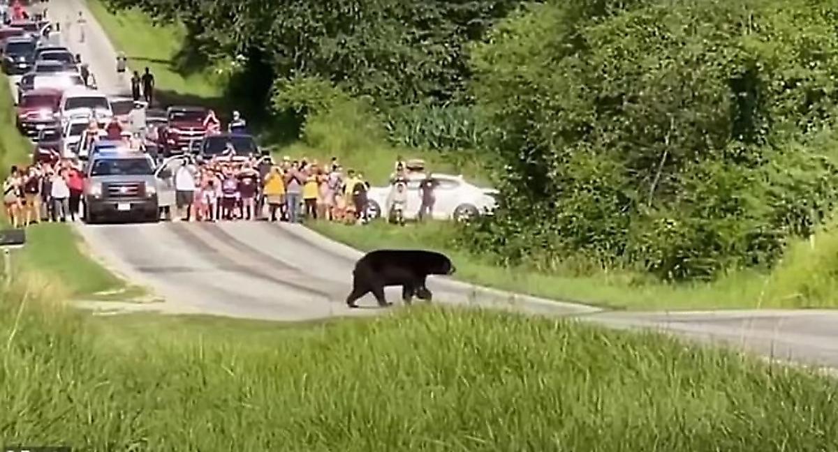 Медведь, в поисках самки прошедший три штата, стал знаменитостью в США