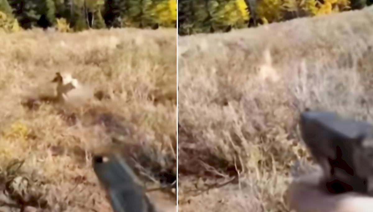 Охотник при помощи пистолета отбился от пумы в США