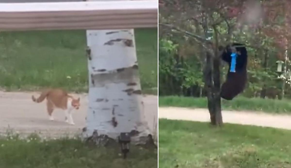 Отважный кот заступился за хозяйку и загнал медведя на дерево
