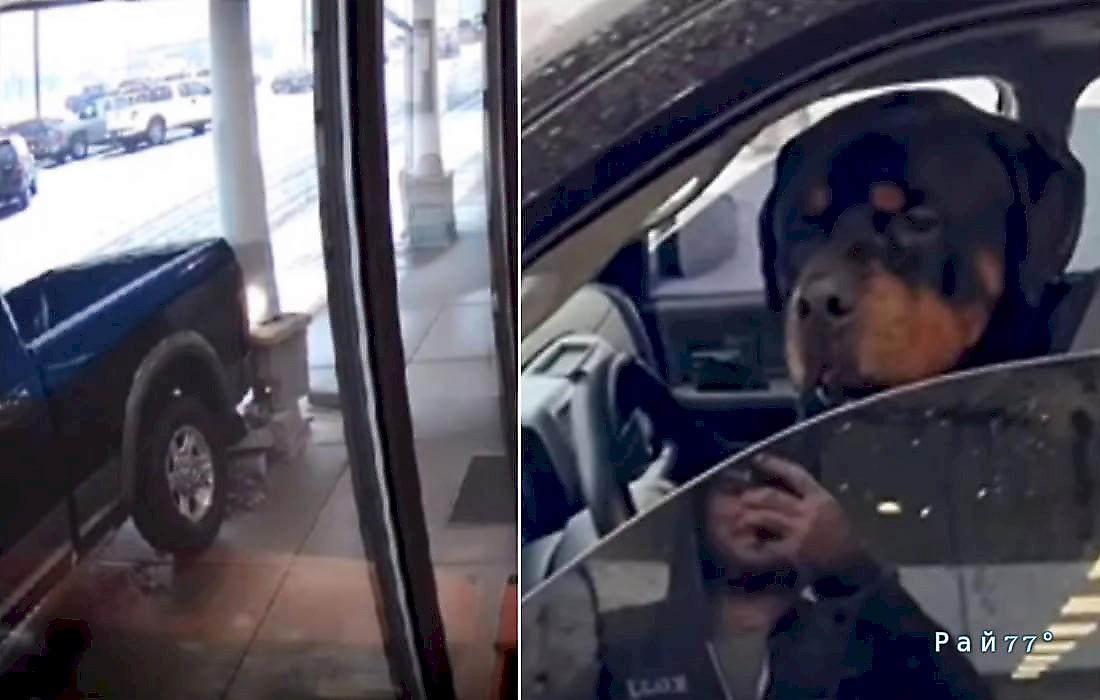Пёс, оставшись в салоне автомобиля, чудом не разнёс спортзал: видео