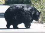 Разжиревший хромой медведь, появившись на дороге, удивил туристов своими габаритами - видео