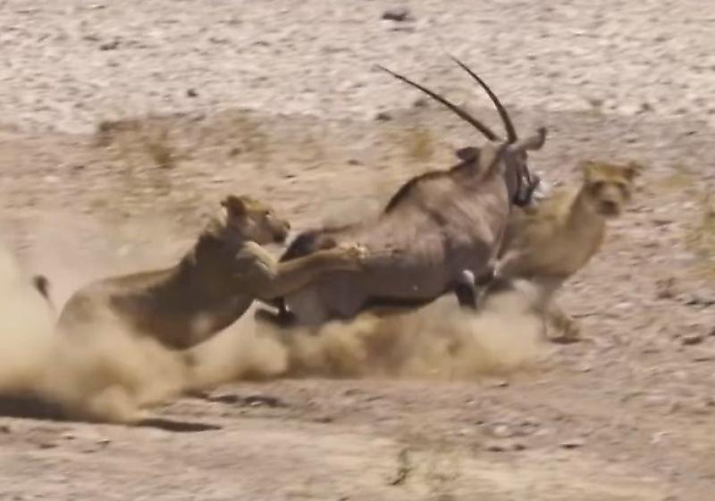 Саблерогая антилопа дала отпор двум львицам, напавшим на стадо ▶