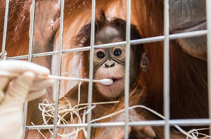 В швейцарском зоопарке определили отца детёныша орангутана при помощи ДНК - теста